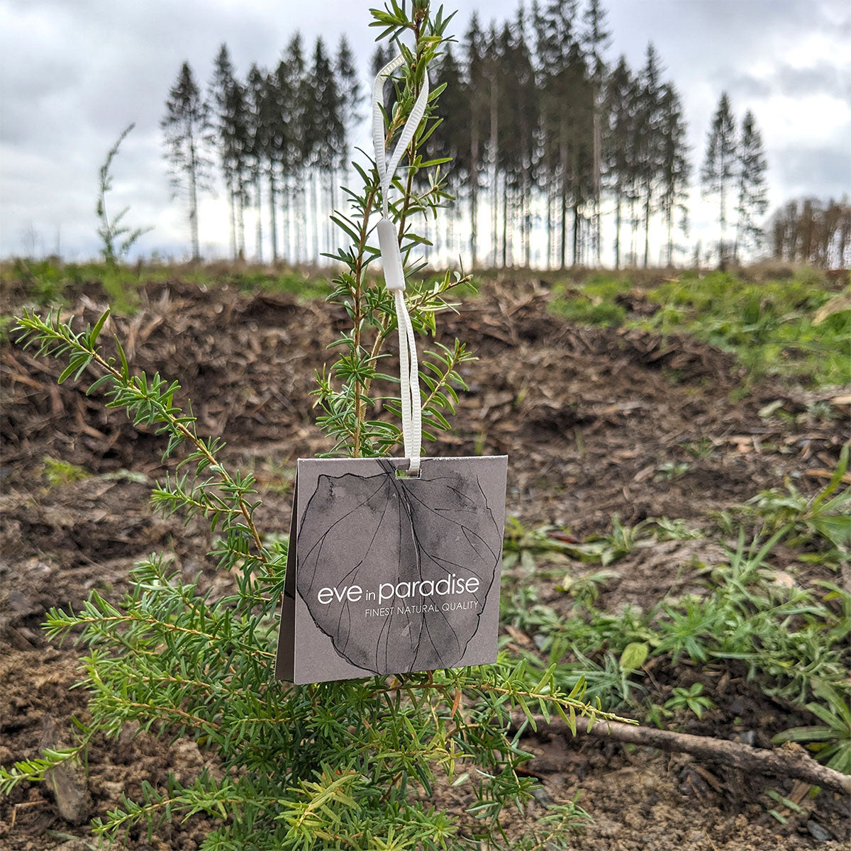 Wir pflanzen mit PLANT-MY-TREE® weitere 197 Bäume